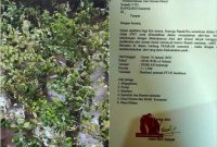 Foto: Ratusan Pohon Bidara Yang akan ditanam di halaman Pemkab Sumenep