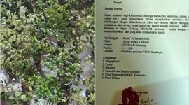 Foto: Ratusan Pohon Bidara Yang akan ditanam di halaman Pemkab Sumenep