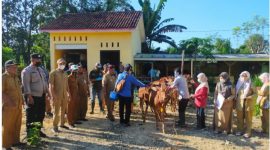 Foto: Petugas dari DKPP Sumenep melakukan vaksinasi sapi di Desa Daramista, Kecamatan Lenteng. 