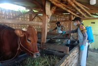 Foto: Bhabinkamtibmas polsek lenteng lakukan disenfektan ke peternak sapi