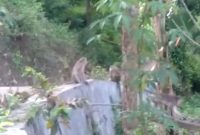 Foto:Gerombolan Monyet yang ada di desa Pasanggar pamekasan