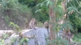 Foto:Gerombolan Monyet yang ada di desa Pasanggar pamekasan