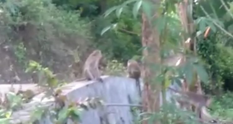 Gerombolan Monyet yang ada di desa Pasanggar pamekasan