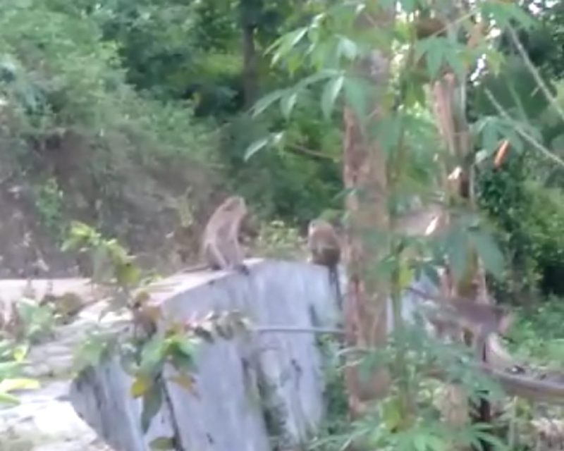 Foto:Gerombolan Monyet yang ada di desa Pasanggar pamekasan