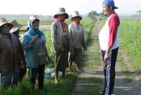 Moment keakraban Bupati Fauzi bersama buruh tani