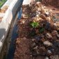 Foto:Proyek irigasi di desa Kacongan yang hancur berantakan