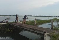 Foto:Areal persawahan di Desa Torbang seperti lautan