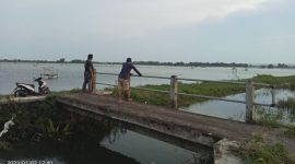 Foto:Areal persawahan di Desa Torbang seperti lautan
