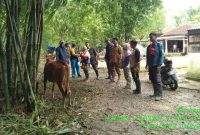 Foto:Tim Keswan dari DKPP Sumenep berikan pelayanan kesehatan pada hewan ternak sapi di desa Sendir, kecamatan Lenteng. 