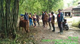 Foto:Tim Keswan dari DKPP Sumenep berikan pelayanan kesehatan pada hewan ternak sapi di desa Sendir, kecamatan Lenteng. 