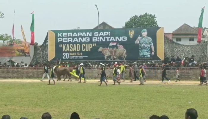 Seru, Kerapan Sapi Piala KASAD