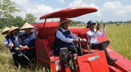 Foto:Moment Bupati Fauzi mencoba alat pertanian pada panen raya di Desa Gunggung, Kecamatan Batuan. 