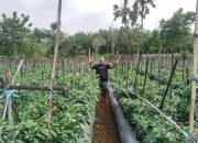 Malang Punya Wisata Petik Buah, Di Sumenep Bakal Ada Wisata Petik Sayur Dan Buah