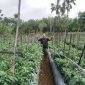 Foto:Oyik "Lanyala" inisiator wisata petik sayur dan buah sekaligus pemilik lahan