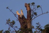 Sepasang Kakatua Jambul Kuning Mini bertengger di sarang pepohonan di Pulau Masakambing, Kecamatan Masalembu, Sumenep, Jawa Timur. (foto istimewa) 