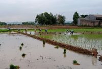 LAHAN PERTANIAN: Petani di Sumenep tampak sedang menanam padi