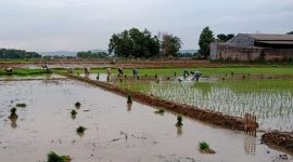 LAHAN PERTANIAN: Petani di Sumenep tampak sedang menanam padi