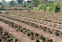 SAWAH: Petani sedang menyirami tembakau yang baru ditanam