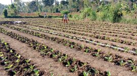 SAWAH: Petani sedang menyirami tembakau yang baru ditanam