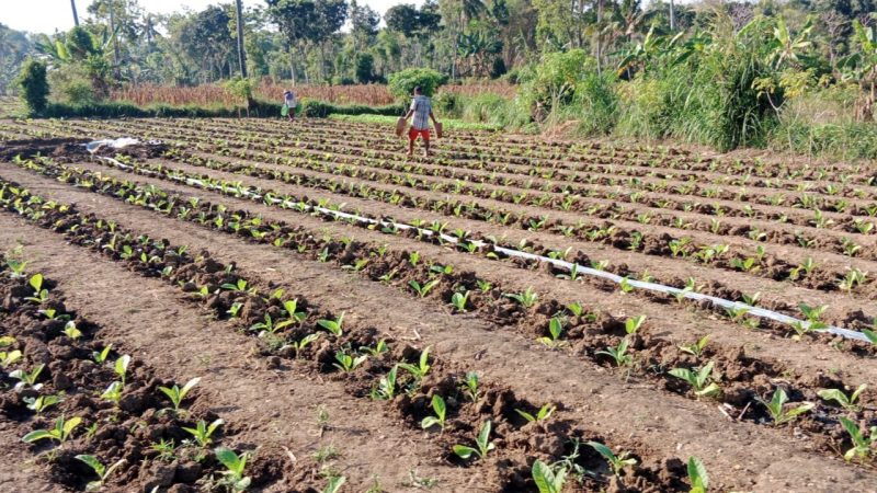 SAWAH: Petani sedang menyirami tembakau yang baru ditanam