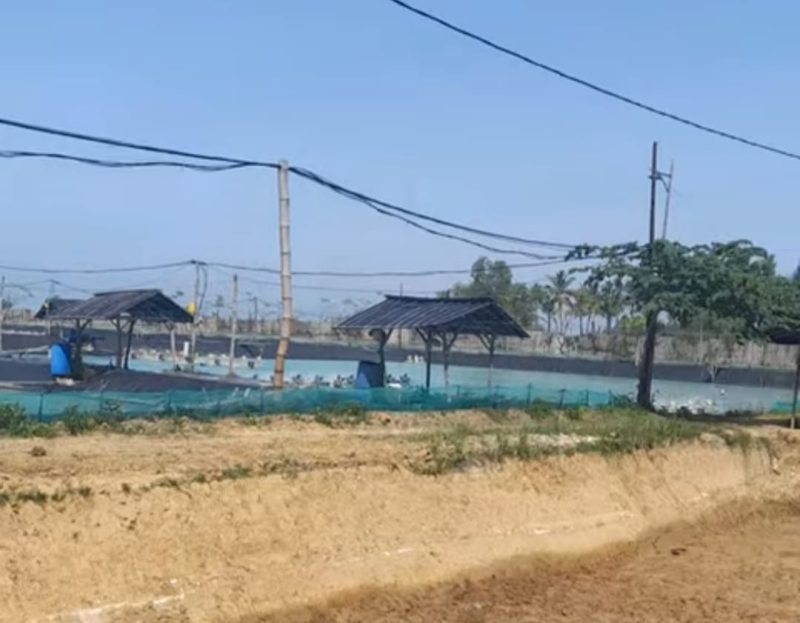 PRODUKTIF: Lahan tambak udang yang berizin resmi sadang beroperasi 