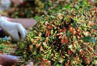 Ilustrasi Hasil Kebun Cengkeh