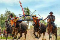 KEBUDAYAAN UNIK: Karapan Kerbau asal Kepulauan Kangean Sumenep, Madura, Jawa Timur