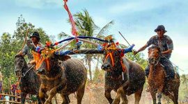 KEBUDAYAAN UNIK: Karapan Kerbau asal Kepulauan Kangean Sumenep, Madura, Jawa Timur