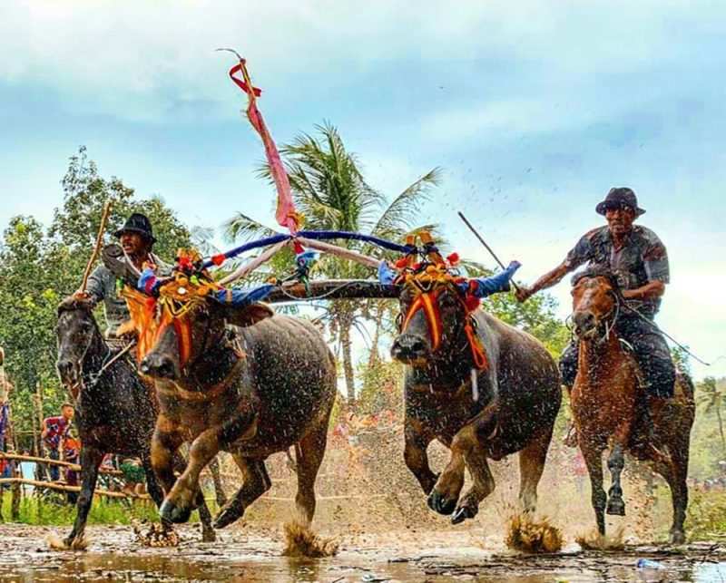 KEBUDAYAAN UNIK: Karapan Kerbau asal Kepulauan Kangean Sumenep, Madura, Jawa Timur