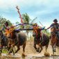 KEBUDAYAAN UNIK: Karapan Kerbau asal Kepulauan Kangean Sumenep, Madura, Jawa Timur