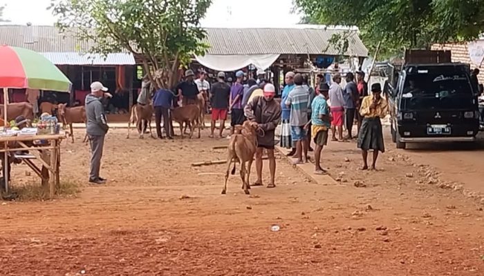 Pasar Ternak di Sumenep Mulai Sepi Akibat Penyakit BEF, DKPP Masih Lakukan Upaya Pencegahan