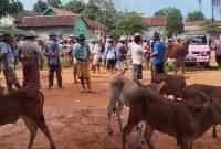 TERPANTAU: Salah satu pasar ternak di Kota Sumenep yang masih aktif (SandiGT - Seputar Jatim)