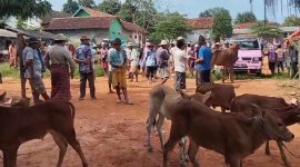 TERPANTAU: Salah satu pasar ternak di Kota Sumenep yang masih aktif (SandiGT - Seputar Jatim)