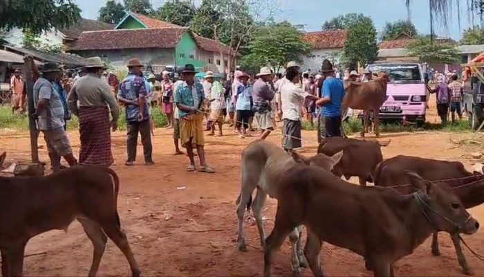 2 Pasar Hewan di Sumenep Bakal Diaktifkan Kembali, Diskopukmaperindag Tunjang Biaya Tranportasi