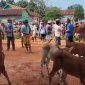 TERPANTAU: Salah satu pasar ternak di Kota Sumenep yang masih aktif (SandiGT - Seputar Jatim)