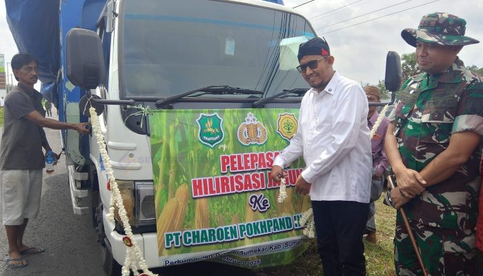 Dukung Swasembada Pangan, DKPP Bersama Bupati Sumenep Lakukan Panen Raya Jagung di Guluk-Guluk
