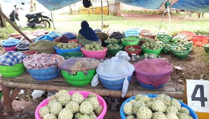 Produksi Buah Srikaya di Sumenep Turun, Harga Melonjak hingga Rp90 Ribu Perkilogram
