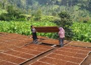 Petani Tembakau di Sumenep Rasakan Manfaat Perusahaan Rokok Lokal: Dulu Terjerat Hutang, Kini Bisa Beli Lahan