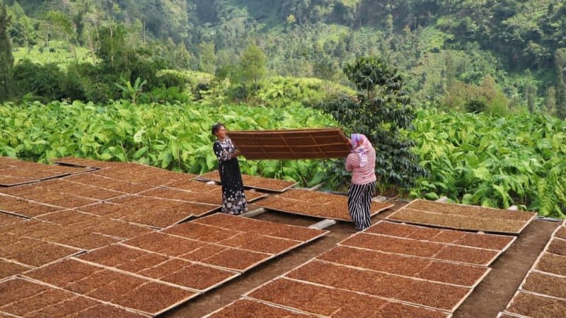 Petani Tembkau di Sumenep, bahagia dengan hadirnya perusahaan rokok lokal (Foto Isimewa)