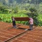 Petani Tembkau di Sumenep, bahagia dengan hadirnya perusahaan rokok lokal (Foto Isimewa)