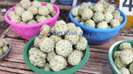 LEZAT: Buah Srikaya yang dijual oleh warga di sepanjang jalan Saronggi (SandiGT - Seputar Jatim)