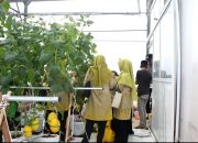DKPP Sumenep Perluas Jalur Distribusi Buah Melon ke Pasar Swalayan Skala Nasional DKPP Sumenep Perluas Jalur Distribusi Buah Melon ke Pasar Swalayan Skala Nasional