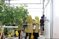 MEMETIK: Budidaya melon hidroponik di Desa Karang Budi, Kecamatan Gapura, Kabupaten Sumenep saat dipanen (SandiGT - Seputar Jatim)