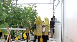 MEMETIK: Budidaya melon hidroponik di Desa Karang Budi, Kecamatan Gapura, Kabupaten Sumenep saat dipanen (SandiGT - Seputar Jatim)