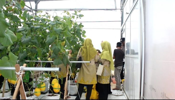 DKPP Sumenep Perluas Jalur Distribusi Buah Melon ke Pasar Swalayan Skala Nasional