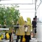 MEMETIK: Budidaya melon hidroponik di Desa Karang Budi, Kecamatan Gapura, Kabupaten Sumenep saat dipanen (SandiGT - Seputar Jatim)