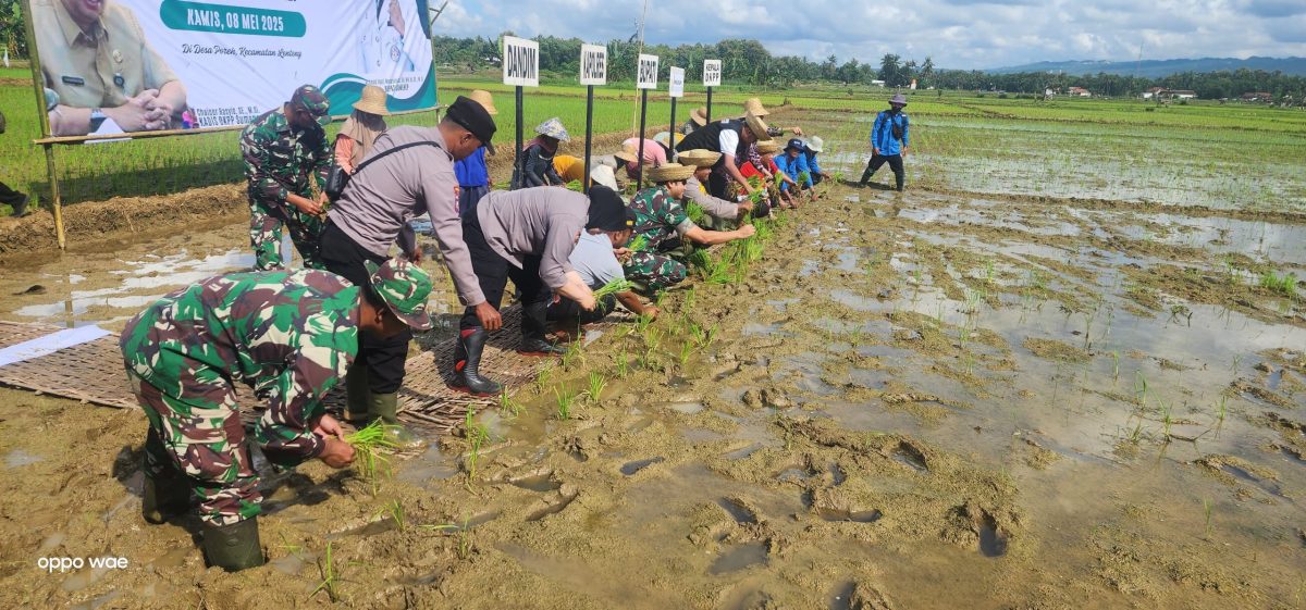 MENANAM: Kepala DKPP dan Bupati Sumenep saat melakukan gerakan tanam padi di Desa Poreh Kecamatan Lenteng (SandGT - Seputar Jatim)