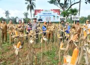 Dukung Swasembada Pangan, DKPP Sumenep Lakukan Panen Raya Jagung di Lenteng Dukung Swasembada Pangan, DKPP Sumenep Lakukan Panen Raya Jagung di Lenteng