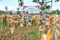 MENAMPAKKAN: Kepala DKPP, Wabub Sumenep, Kapolres Sumenep, Dandim, Camat, dan petani, menunjukkan hasil panen jagung di Desa Ellak Daya Lenteng (SandiGT - Seputar Jatim)