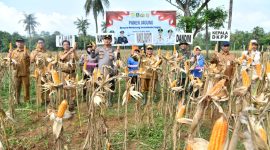 MENAMPAKKAN: Kepala DKPP, Wabub Sumenep, Kapolres Sumenep, Dandim, Camat, dan petani, menunjukkan hasil panen jagung di Desa Ellak Daya Lenteng (SandiGT - Seputar Jatim)